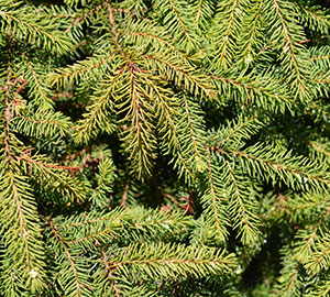 Black Spruce