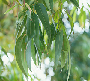 Eucalyptus Globulus