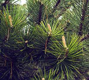 Pine Needle