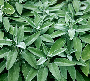 Sage