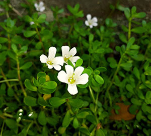 Bacopa Monnieri