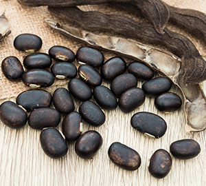 Mucuna Pruriens