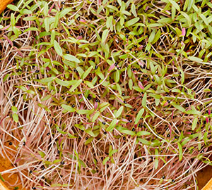 Amaranth Sprouts