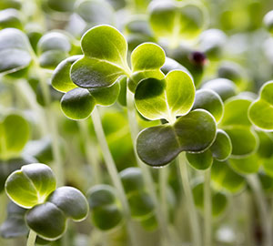Broccoli Sprouts