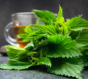 Nettle