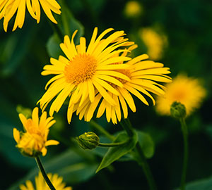 Arnica Flower