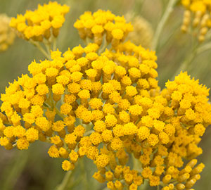 Helichrysum