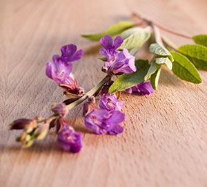Sweet Marjoram