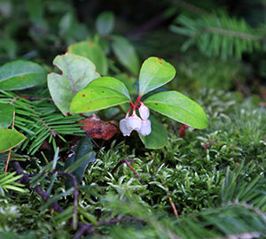 Wintergreen
