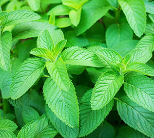 Mentha Viridis
