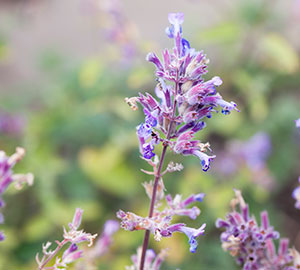 Nepeta Cataria
