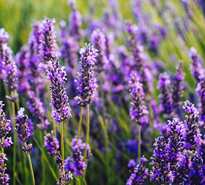 Lavender