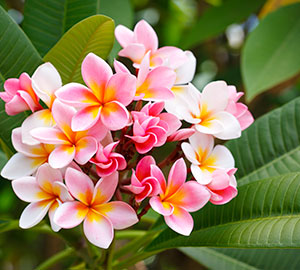 Plumeria