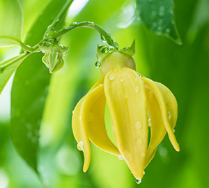 Ylang Ylang