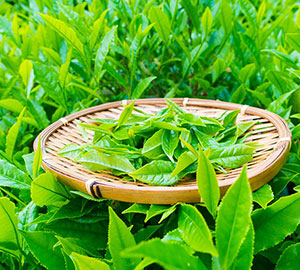 Green Tea