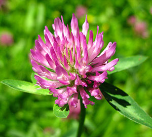 Red Clover